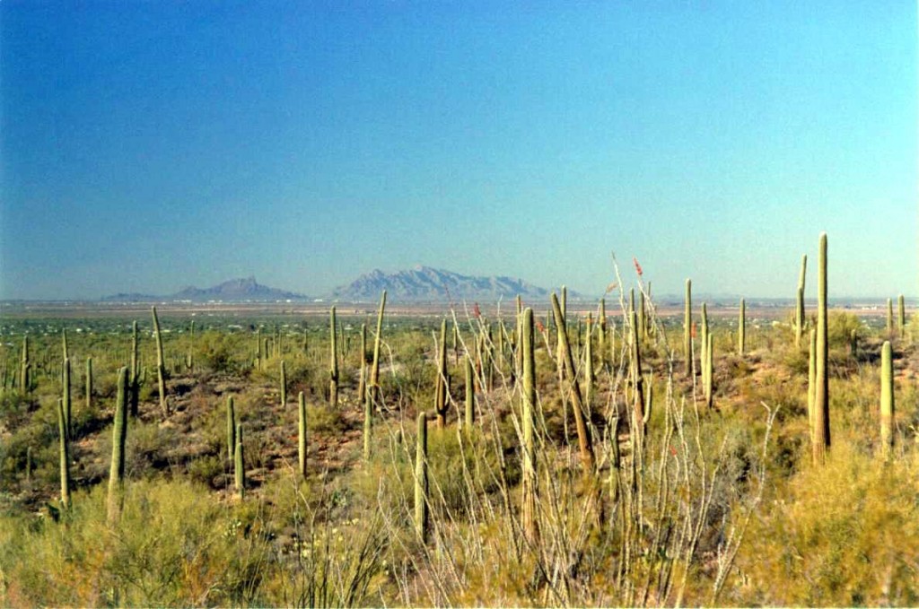 We visited the Saguaro National Park, just beside Tucson. The cacti stretched on for miles.  The cacti can grow up to 50 feet over 150 years, and weigh over 10 tons.